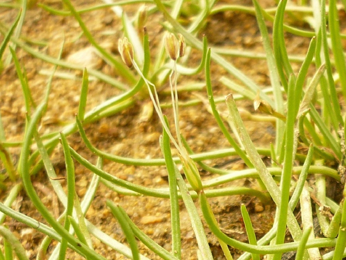 Littorella uniflora (Plantaginaceae)